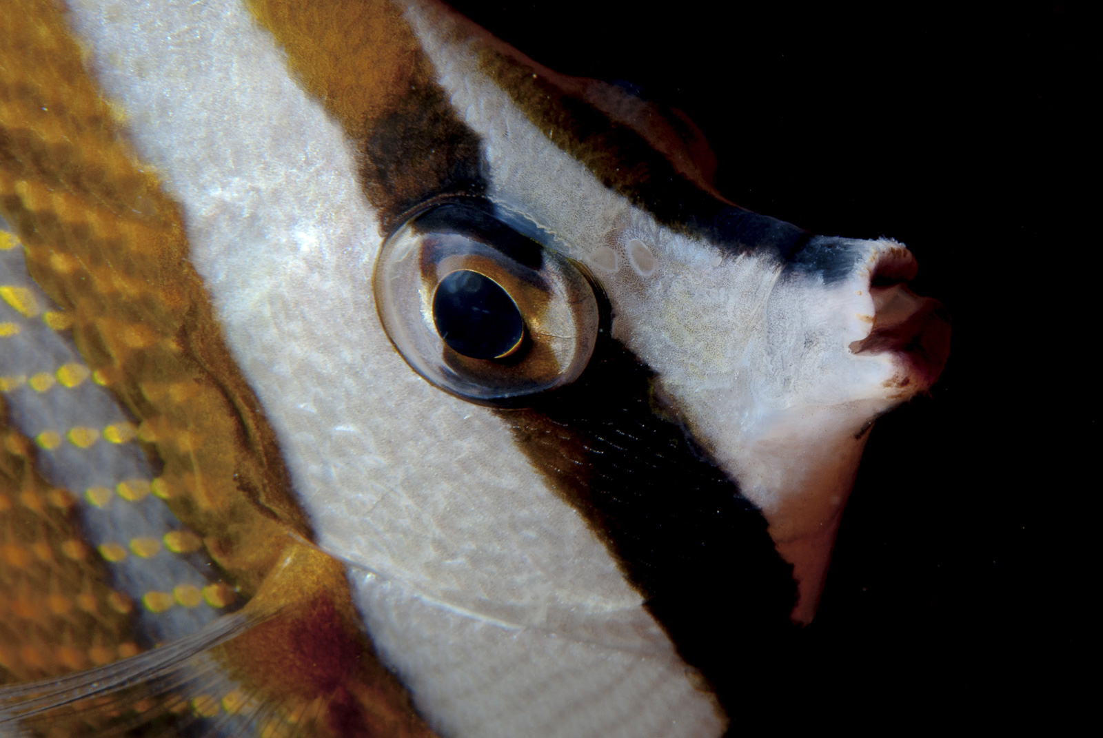 Pesce a strisce