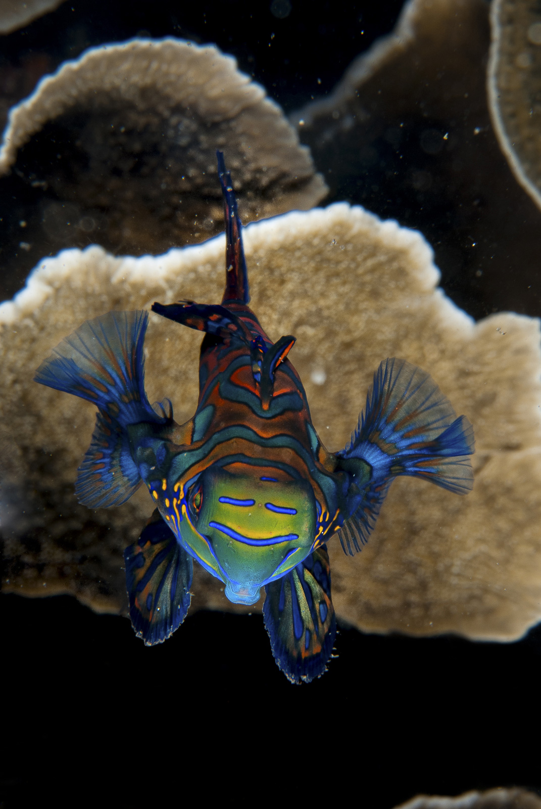 Pesce luminoso