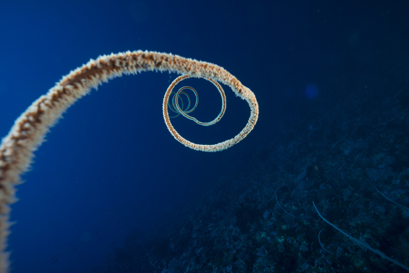 Spirale