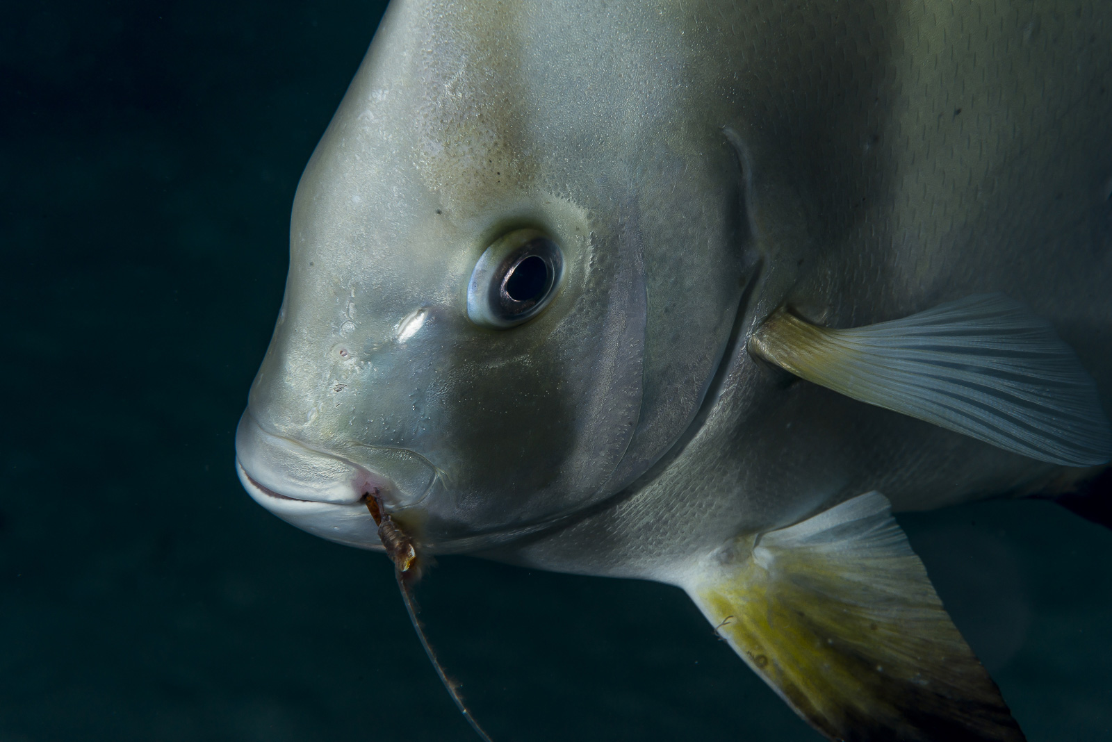 Pesce all'amo