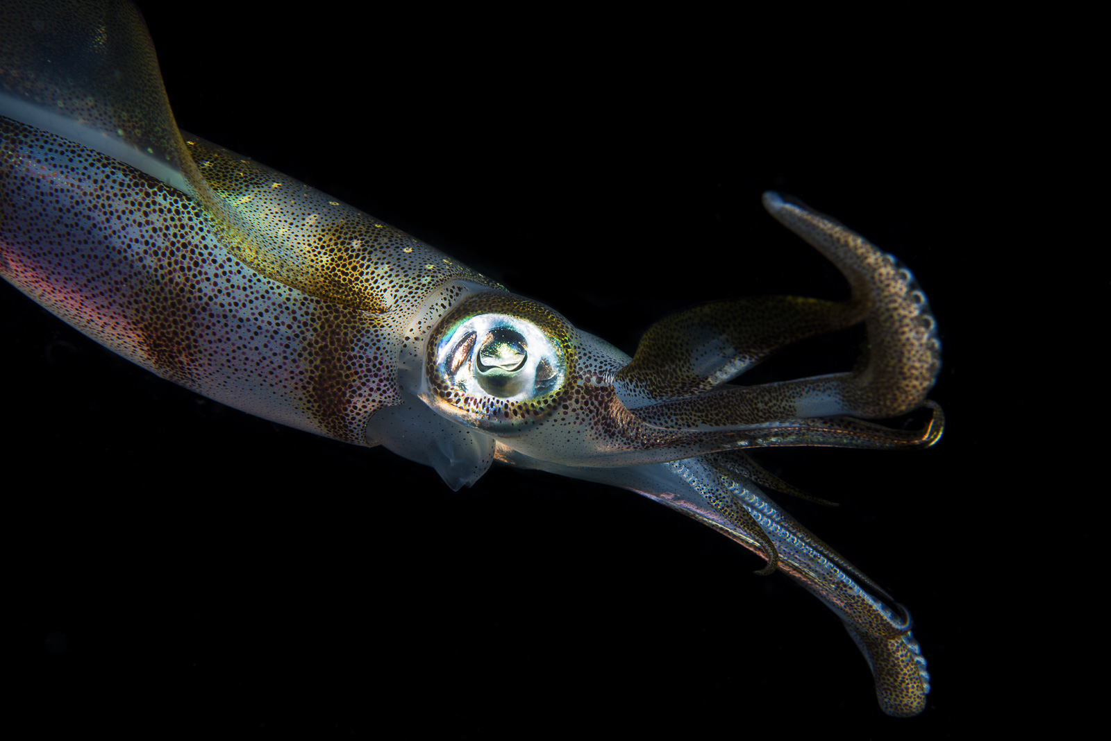 Seppiolina luminosa