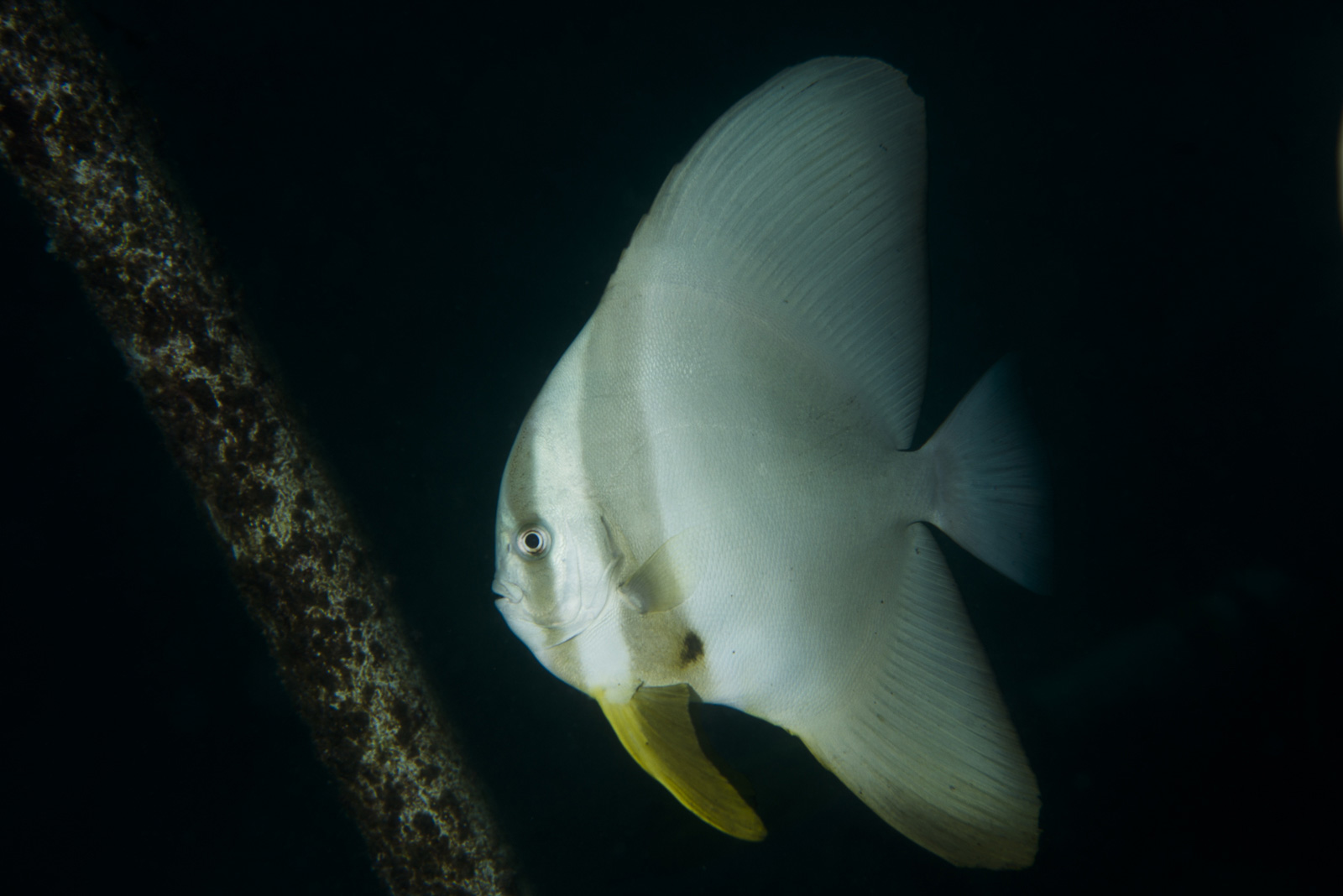 Pesce