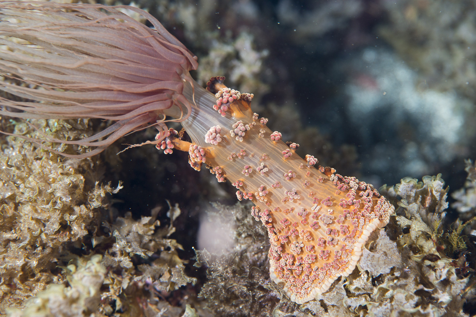 Anemone
